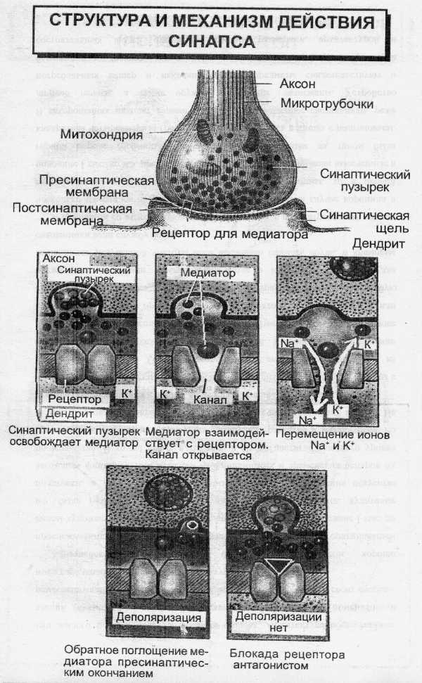 Курсовая работа: Постсинаптическая трансформация сигнала